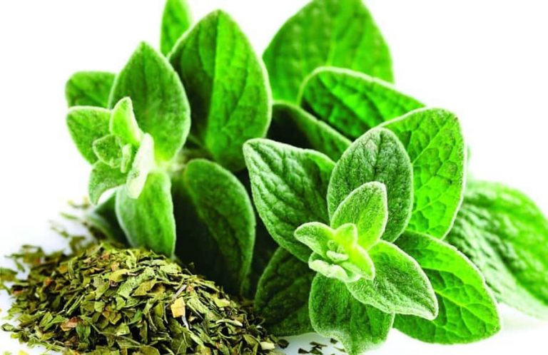ORÉGANO: BENEFICIOS, PROPIEDADES Y VALOR NUTRICIONAL DE UN ADEREZO MEDITERRÁNEO